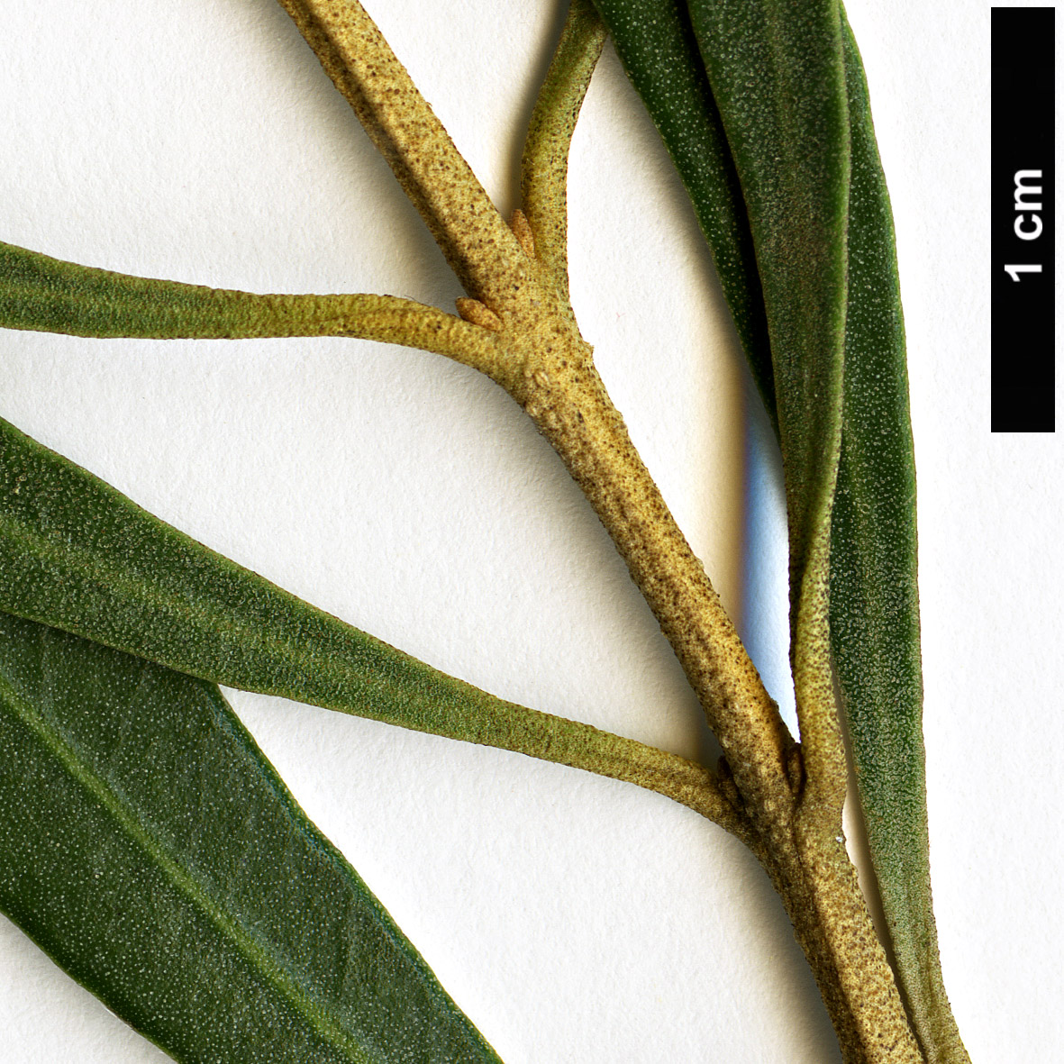 High resolution image: Family: Oleaceae - Genus: Olea - Taxon: europaea - SpeciesSub: subsp. guanchica 